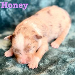 Honey - Red merle female Miniature Australian Shepherd puppy in Howe, Oklahoma from Lockhart’s Double M Mini Aussies