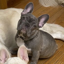 Violet  - French Bulldog