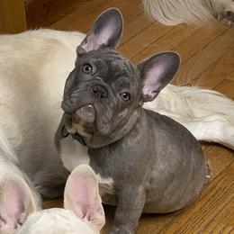 Violet  - French Bulldog