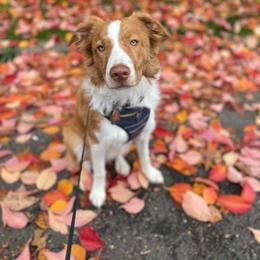 Border Collie Puppies from Lil Maine Border Collies