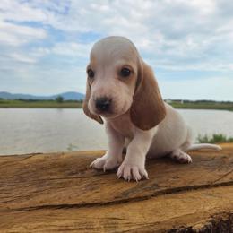Bandit - Red and white male Basset Hound puppy in Denison, Texas from Emma Lou's Baby Bassets