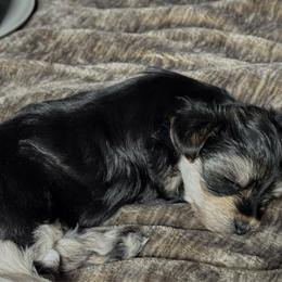 Mushu - Black & tan tri-color female Morkie puppy in Tucson, Arizona from Sun-Kissed Morkies