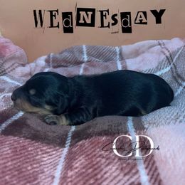 Wednesday - Black and cream female Dachshund puppy in Huntington, Texas from Camacho_Dachshunds