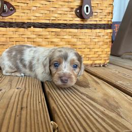 Hershey - Dapple female Dachshund puppy in Dobson, North Carolina from Oakleys Dachshund Haven