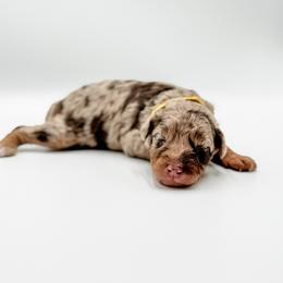 Burrito (Yellow Collar) - Brown merle male Aussiedoodle puppy in Sharpsburg, Georgia from Steindoodles