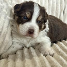 Sailor - Red tri male Miniature Australian Shepherd puppy in New Hampton, Iowa from Full River Australian Shepherds