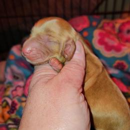 Boy 3c - Cream male Dachshund puppy in Lansing, Michigan from Black Thunder 517 Dachshunds and frenchies