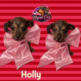 Holly - Wild boar female Dachshund puppy in Livingston, Kentucky from Illyria Dox & GSD