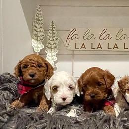 Bernedoodle, Cavalier King Charles Spaniel, and Cavapoo Puppies from Harper Haven Cavaliers & Doodles