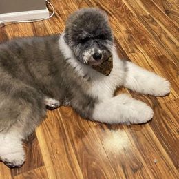 Goldendoodle and Poodle All Grown Up from Colorful Creations Doodles and Poodles