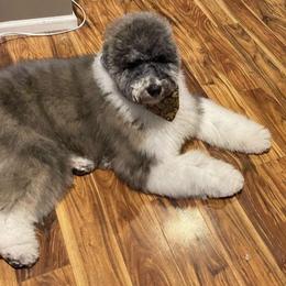 Goldendoodle and Poodle All Grown Up from Colorful Creations Doodles and Poodles