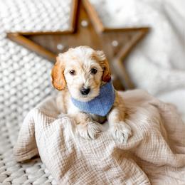 Pistachio - Apricot male Goldendoodle puppy in Springville, Utah from Happy Doodle