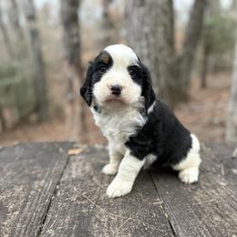 Ruger - Black white and tan male English Springer Spaniel puppy in Comer, Georgia from Stratton Spaniels
