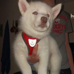 Siberian Huskies from Dawn's Siberian Huskies