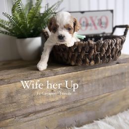 Bernedoodle, Cavapoo, Goldendoodle, and Poodle Puppies from Gypsi Doodles & Poodles