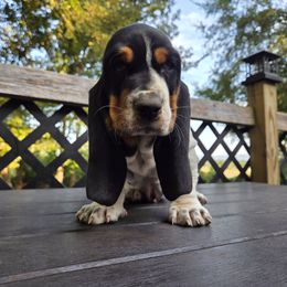 Khloe 2140 - Black white and brown female Basset Hound puppy in Denison, Texas from Emma Lou's Baby Bassets