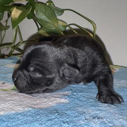 Puppy B - Black and white male Staffordshire Bull Terrier puppy in Princeton, Minnesota from Thor’s Beagles & Maha’s Staffy
