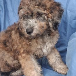 Razzle chocolate merle - Merle male Goldendoodle puppy in Clermont, Florida from Sammy's Puppies