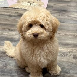 Theodore - Australian Labradoodle