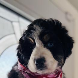 Rudolph - Black tri-color male Australian Shepherd puppy in Morrow, Ohio from OakHaven Acres Aussies