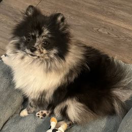 Ellie Jelly Belly - Pomeranian