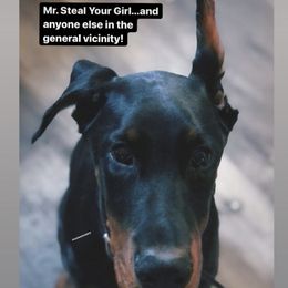 Doberman Pinscher Puppies from Defensive Dobermans