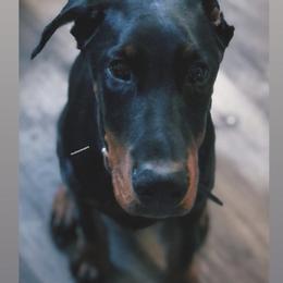 Doberman Pinscher Puppies from Defensive Dobermans