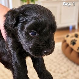 Sweet Pup's Cocoa Puff - Black male Miniature Schnauzer puppy in North Zulch, Texas from Sweet Pup Schnauzers