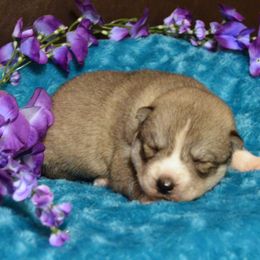 Shiba Inu and Siberian Husky Puppies from Mirage Siberians