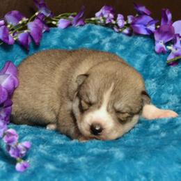 Shiba Inu and Siberian Husky Puppies from Mirage Siberians