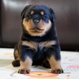 Rottweiler Puppies from TrenchtownRotties