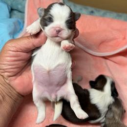 Delilah - Blue and white female Shih Tzu puppy in Victorville, California from RUMBLE n TUMBLE