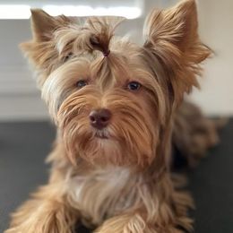 Yorkshire Terriers from Yorkies702