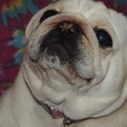 Pug All Grown Up from Loda's Pugs