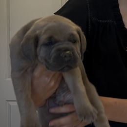 Boy 1 - Fawn male Cane Corso puppy in Tremonton, Utah from Westland Kennels