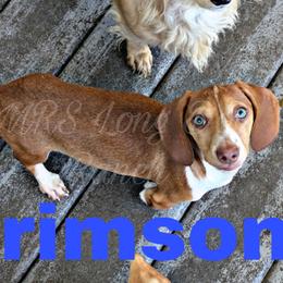 6 - Crimson Sands - Red male Dachshund puppy in Central Point, Oregon from MRS Long Dog Ranch