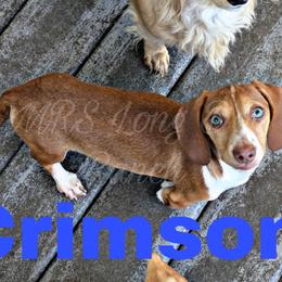 6 - Crimson Sands - Red male Dachshund puppy in Central Point, Oregon from MRS Long Dog Ranch