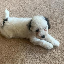 Ruby - Parti female Poodle puppy in Haddam, Kansas from Golden B Acres