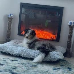 Collie All Grown Up from Prime Star Collies