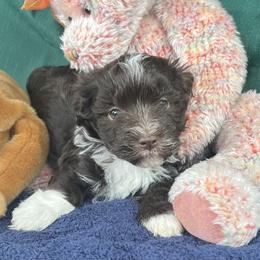Cooper - AKC - Chocolate male Havanese puppy in Mc Louth, Kansas from Harmony Valley Cavaliers & Havanese