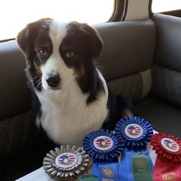 Molly - Miniature American Shepherd