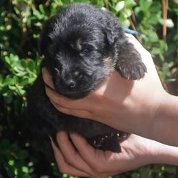 Blue collar Male - Black and red male German Shepherd puppy in Marianna, Florida from Haus M Godwin