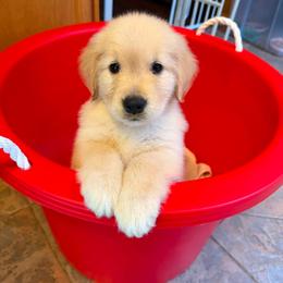 Golden Retriever Puppies from Skyland Golden Retrievers
