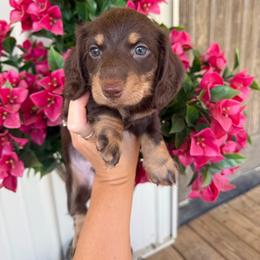 Brownie - Chocolate and tan male Dachshund puppy in Harold, Kentucky from Taylors Tiny Tails