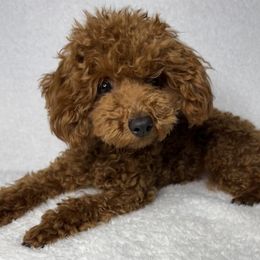 Sansa - Poodle