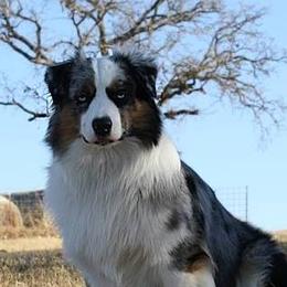 Miniature American Shepherds from Rikashay Kennels