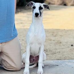 Callum - Fawn male Whippet puppy in Sugar Valley, Georgia from Pinnacle Farm and Kennel