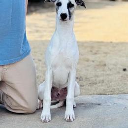 Callum - Fawn male Whippet puppy in Sugar Valley, Georgia from Pinnacle Farm and Kennel
