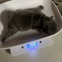 French Bulldog Puppies from Psycho Frenchies