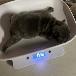 French Bulldog Puppies from Psycho Frenchies